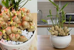 Người thuộc 2 mệnh này trồng gừng phong thủy, Tết Bính Ngọ 2026 hưởng trọn Lộc Trời