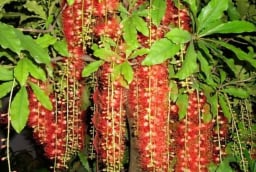 Cây lộc vừng đẹp, hút lộc nhưng vì sao nhiều người kiêng trồng trước cổng?