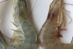 Người bán tôm tiết lộ: Cách phân biệt tôm nuôi và tôm tự nhiên cực dễ, ai cũng làm được