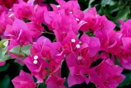 Hoa giấy mãi không nở? Áp dụng ngay bí quyết “thêm 3, bớt 1” để cây bung hoa rực rỡ