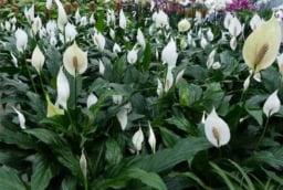 Cây Lan Ý mang may mắn, tài lộc cho người mệnh Thủy, Kim: Chăm thế nào để cây xanh tốt quanh năm?