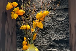 Tết này, nhà bạn hãy sắm thêm cây cảnh có quả vàng óng này, để 'ngũ phúc lâm môn', tiền vào đầy nhà