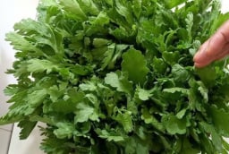 Những ai không nên ăn rau cải cúc