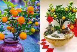 Vị trí đặt cây quất ngày Tết giúp kích hoạt tài lộc, gia chủ càng làm càng phất, giàu có vang danh