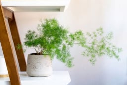 Người mệnh Thủy năm 2026 hợp trồng 5 loại cây này, để đón tài lộc và 'tiền vào như nước'