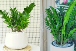 Tết Bính Ngọ đặt 3 loại cây này trong nhà, Tài - Lộc - Tiền đua nhau vào cửa