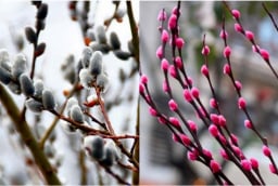 Tết chưng hoa gì để may mắn? Các loại hoa rước tài lộc, mang lại bình an năm 2026