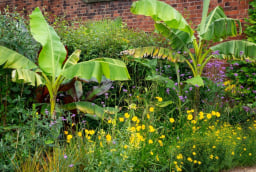 Năm Bính Ngọ 2026, tránh trồng 3 loại cây này trước cửa nhà