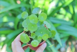 Loài cây nhỏ xinh, giúp tăng tài vận, xinh đẹp khiến nhiều người muốn sở hữu