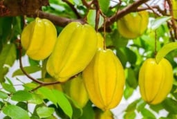 Trồng cây khế trước hay sau nhà tốt cho phong thủy? Hợp tuổi nào để hút tài lộc, gia đình sung túc?