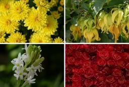 Các loại hoa, quả cúng Rằm tháng Giêng được ưa chuộng