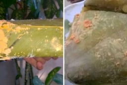 Bánh chưng bị mốc một góc, cắt đi ăn tiếp có hại gì không?