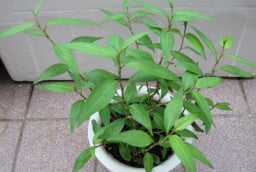 Ít ai ngờ tới, rau răm lại có nhiều tác dụng chữa bệnh tuyệt vời đến vậy