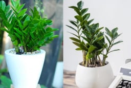 3 vị trí hút lộc trong nhà nên đặt cây kim tiền