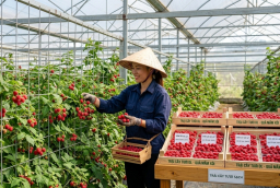 Loại quả đặc sản: Nghe tên đã thấy may mắn, trồng 1 lần thu hoạch tới 10 năm giá gần 400.000 đồng/kg