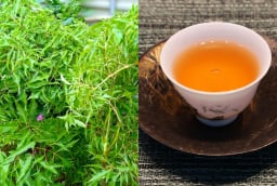 Uống nước lá đinh lăng, cơ thể nhận được lợi ích đặc biệt này