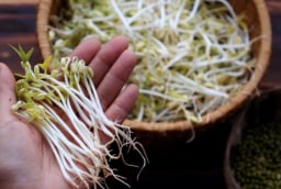 5 người nên ăn giá đỗ thường xuyên