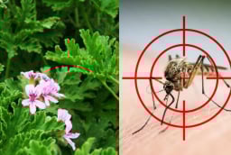 Nhà nhiều muỗi, trồng ngay 5 loại cây này: Vừa đẹp, vừa đuổi côn trùng