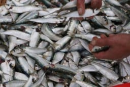 3 loại cá giàu Omega-3, giá rẻ hơn cá hồi – Ra chợ gặp là nên mua ngay để tốt cho sức khỏe