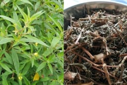 Rau mương – rau dại ven sông bỗng “gây sốt”: Món ngon dân dã được người thành phố săn tìm