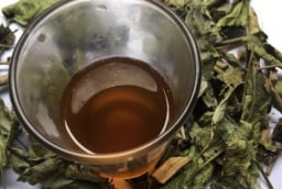 5 người nên thường xuyên uống lá xạ đen