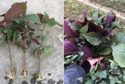 Mẹo trồng tía tô bằng cành, cắm xuống đất là cây lên ầm ầm, ăn quanh năm