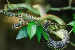 6 loại cây trồng trong nhà giúp đuổi rắn