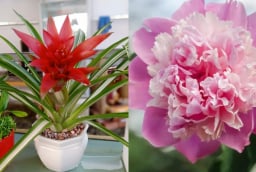 4 loại cây 'vàng' giúp phòng khách hút tài, giữ lộc, đổi vận khí cả gia đình