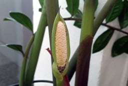 5 loại cây cảnh nở hoa là gia chủ có lộc, tiền tài rơi vào nhà