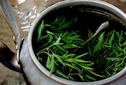 5 người nên thường xuyên uống nước lá đinh lăng