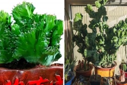 Người xưa truyền lại: Trong nhà nuôi 'Thần thú' điềm lành xuất hiện chiêu tài, giữ lộc