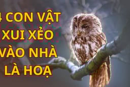 4 con vật xui xẻo bước vào nhà bạn nên hóa giải kẻo hao tài