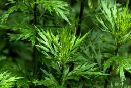 5 loại cây trấn trạch, vừa thu hút phú quý, vừa là thuốc quý như sâm