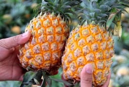 Mẹo chọn dứa chín tự nhiên, nhiều nước, ngọt lịm