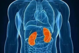 Chỉ còn một quả thận: Điều gì xảy ra với cơ thể và sức khỏe về lâu dài?