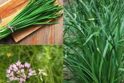 Loại rau bổ hơn thịt, tốt như ‘thuốc tự nhiên’: Dễ trồng như cỏ dại nhưng ít người biết để ăn