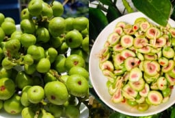 Người mắc 4 lại bệnh này ăn quả sung, cơ thể nhận được lợi ích bất ngờ