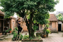 Vì sao cây khế xanh tốt nhưng ít quả? 5 điều nhiều gia đình đang làm sai