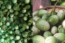 Cà đắng Tây Nguyên: Loại quả “đắng lạ” từng bị bỏ quên, giờ thành đặc sản khiến ai ăn cũng nhớ