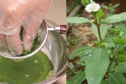 Đem loại cỏ này nấu nước gội đầu, giúp giảm rụng tóc, kích thích mọc tóc: Ở Việt Nam mọc dại khắp nơi