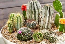 Nhà có “âm khí”? Gợi ý loại cây giúp thanh lọc không gian, xua cảm giác u ám