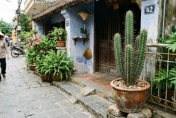Đặt cây trước cửa tưởng vô hại: 3 loại quen thuộc lại âm thầm gây hại cho nhà bạn