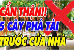 5 loại cây âm trồng trước nhà: Cây càng xanh người càng suy, đó là cây gì?