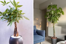 Cây kim ngân thắt bím có ý nghĩa gì? 3 mệnh này được như 'máy hút lộc' tài vận tới không ngừng
