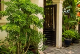 Vì sao người xưa thích trồng cây đinh lăng trước cửa nhà? Ý nghĩa bất ngờ