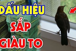 3 cpn vật vào nhà Thần Tài ghé thăm: Đừng dại đuổi chúng đi nhé