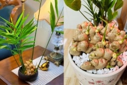 Vì sao nhiều người thích trồng gừng trong nhà? Có 5 ý nghĩa đặc biệt