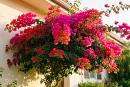 Vì sao nhiều người xem việc trồng cây hoa giấy trong nhà là đại kỵ?