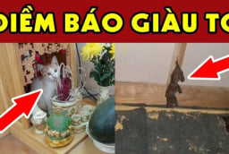 4 con vật vào nhà mang tới may mắn giàu có cho gia đình bạn: Đừng dại đuổi đi