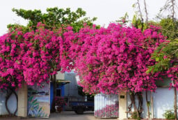 Trồng hoa giấy ở vị trí này hút phong thủy: Cuối năm gia chủ phát tài giàu